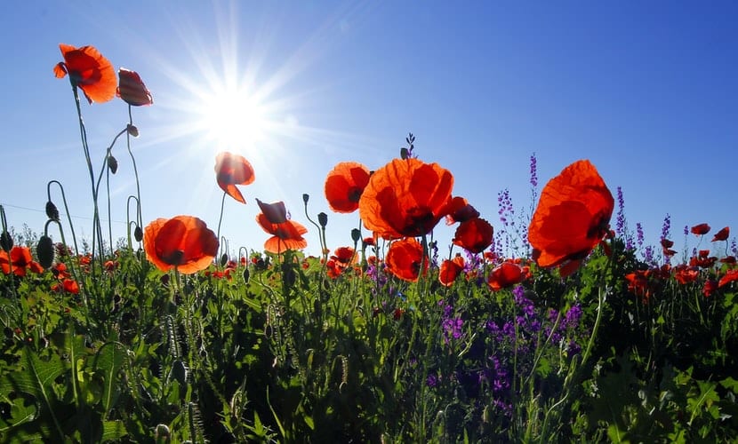 The sun shining on a field of red flowers.